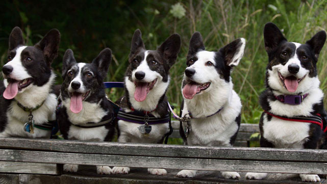 Dogs love being outdoors.